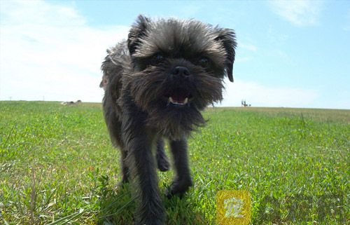 如何防止狗狗隨地大小便？